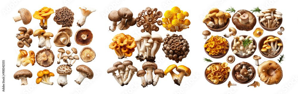 Obraz premium Assorted Mushrooms Isolated on Transparent Background