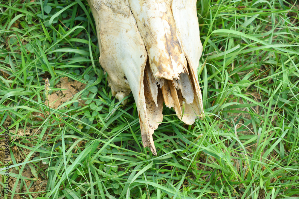 A dried-up white animal skull without horns and empty eye sockets in the grass. cow skull lying on the ground against the grass. Bone texture. Death of animals remain, Skull of a bull or cow animal, A dried-up white animal skull without horns and empty eye sockets in the grass. cow skull lying on the ground against the grass. Bone texture. Death of animals remain, Skull of a bull or cow animal,