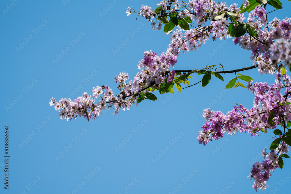 Close-up of a blooming pink Tabebuia rosea (pink poui or rosy trumpet) flower, with a softly blurred backdrop Close-up of a blooming pink Tabebuia rosea (pink poui or rosy trumpet) flower, with a softly blurred backdrop
