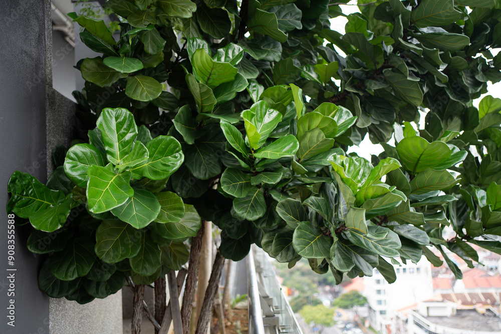 Fiddle leaf (Focus Lyrata) tree growing healthy in the garden Fiddle leaf (Focus Lyrata) tree growing healthy in the garden