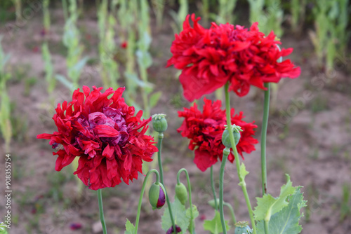 Beautiful red opium poppy flower closeup, blooming in the cultivation field, Flowering opium poppy field, in Latin papaver somniferum, red colored poppy is grown in Chakwal, Punjab, Pakistan photo