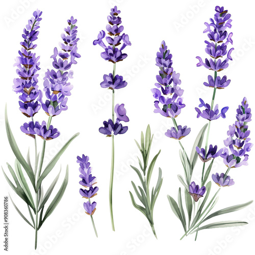 A set of beautifully watercolor painted purple lavender flowers, isolated on a transparent background, perfect for floral designs.