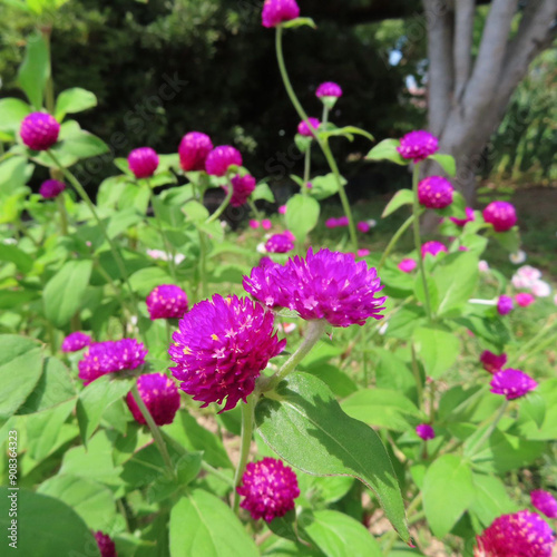 日本で夏にセンニチコウが紫色の花を咲かせています