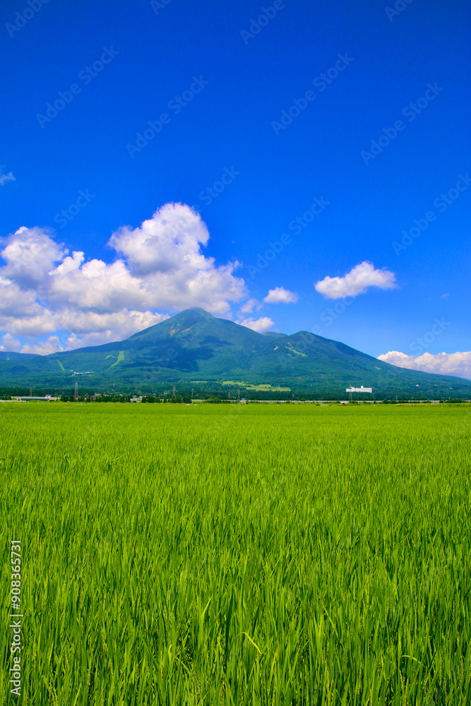 Fototapeta premium 田んぼと磐梯山・盛夏(福島県・猪苗代町)