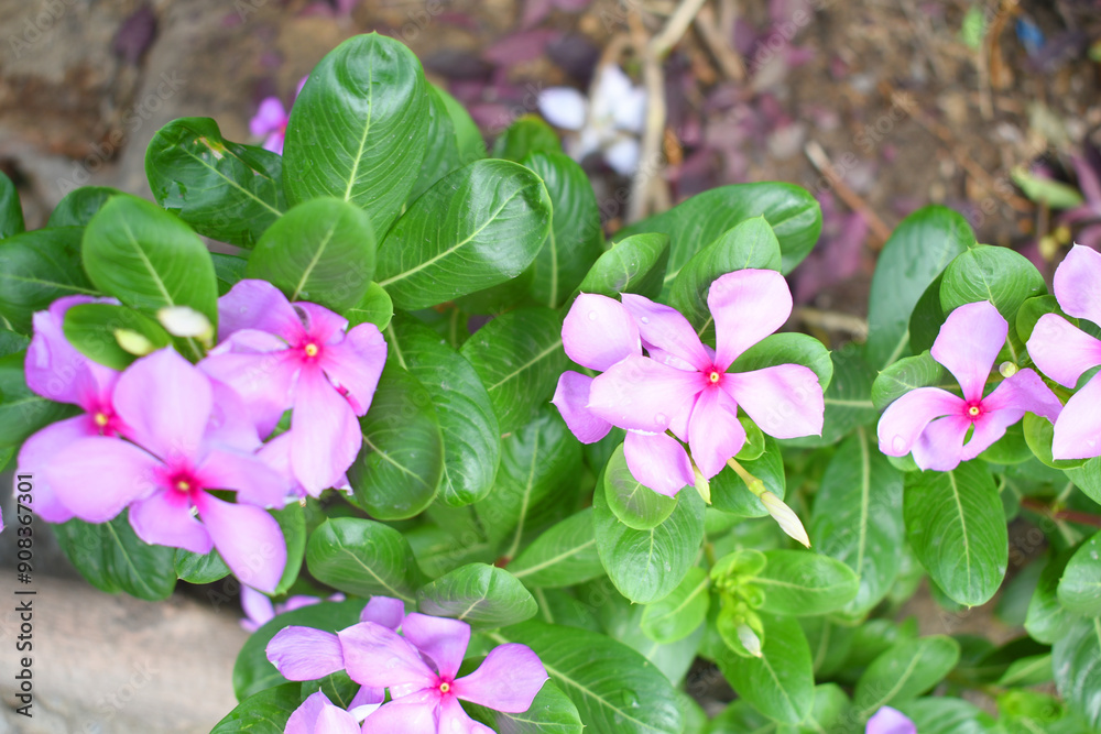 Close-up view of purple madagascar periwinkle, The scientific name is Catharanthus roseus, purple periwinkle flower closeup, Cape Periwinkle, Graveyard plant, Madagascar Periwinkle, Old Maid, closeup Close-up view of purple madagascar periwinkle, The scientific name is Catharanthus roseus, purple periwinkle flower closeup, Cape Periwinkle, Graveyard plant, Madagascar Periwinkle, Old Maid, closeup