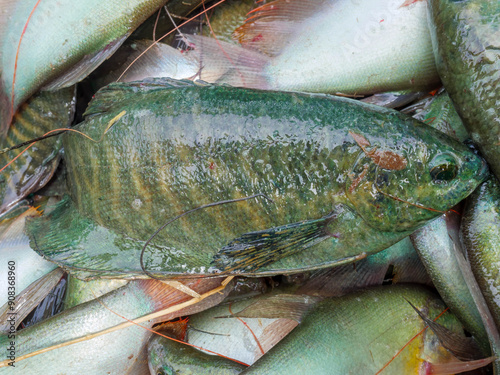 Gourami. snakeskin  gourami. moonlight gorami. Climbing gourami. photo