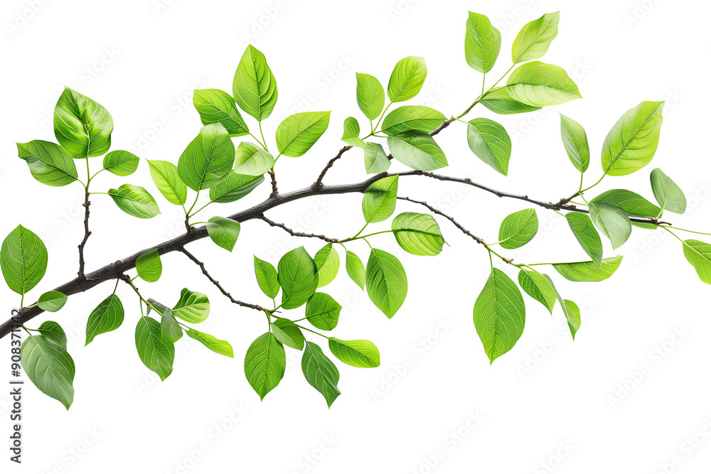 Obraz premium Tree branch with green leaves on transparent background
