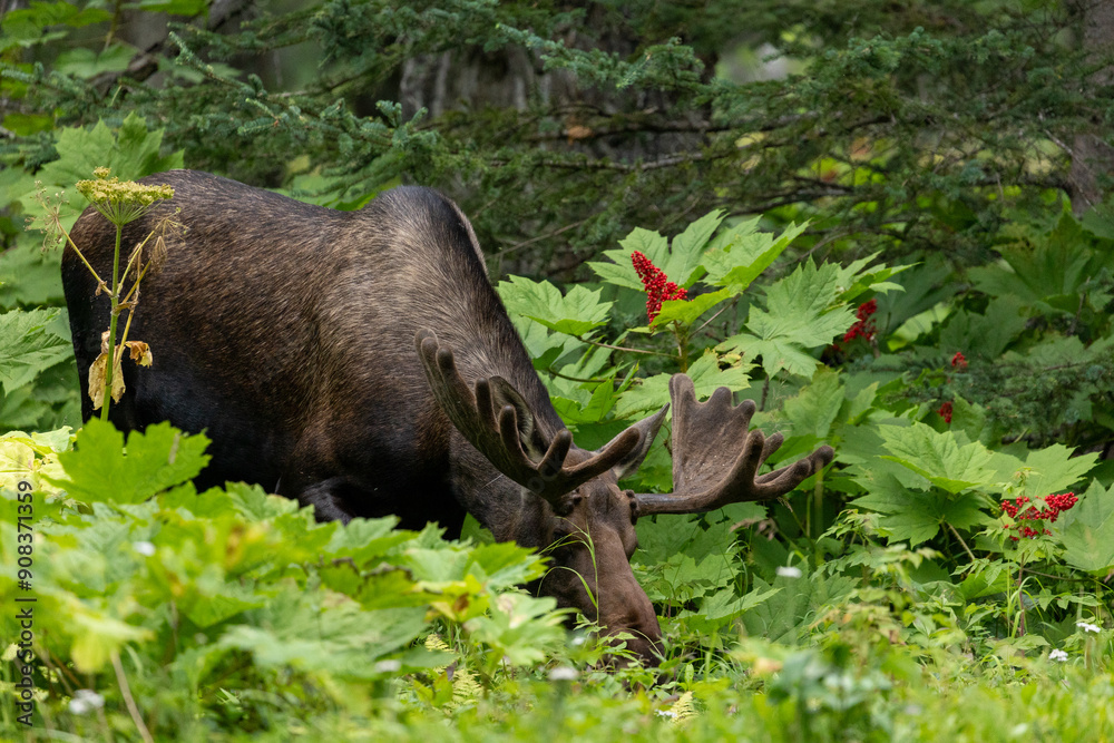 Fototapeta premium Moose Grazing in Forest, Alaska Wildlife