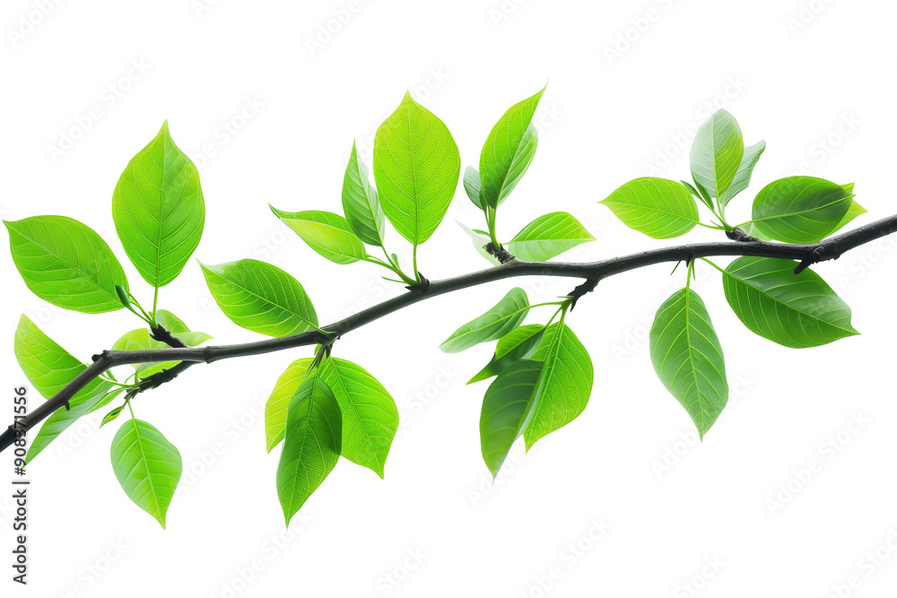 Obraz premium Tree branch with green leaves on transparent background