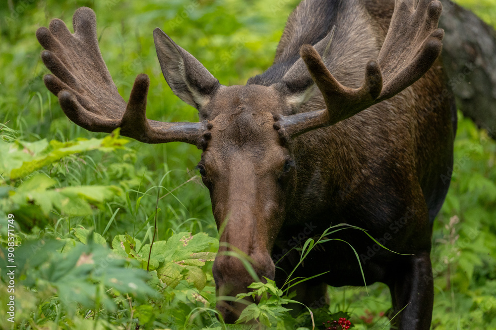 Moose in Alaska, Grazing Mammal, Wildlife Moose in Alaska, Grazing Mammal, Wildlife