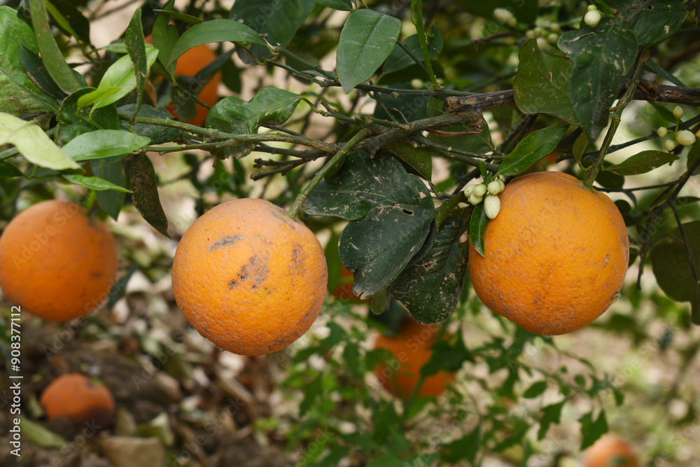 ripe oranges on tree, close-up of a beautiful orange tree with orange, fruit hanging on a tree, Close-up of ripe oranges hanging on a tree in an orange plantation garden, Chakwal, Punjab, Pakistan ripe oranges on tree, close-up of a beautiful orange tree with orange, fruit hanging on a tree, Close-up of ripe oranges hanging on a tree in an orange plantation garden, Chakwal, Punjab, Pakistan