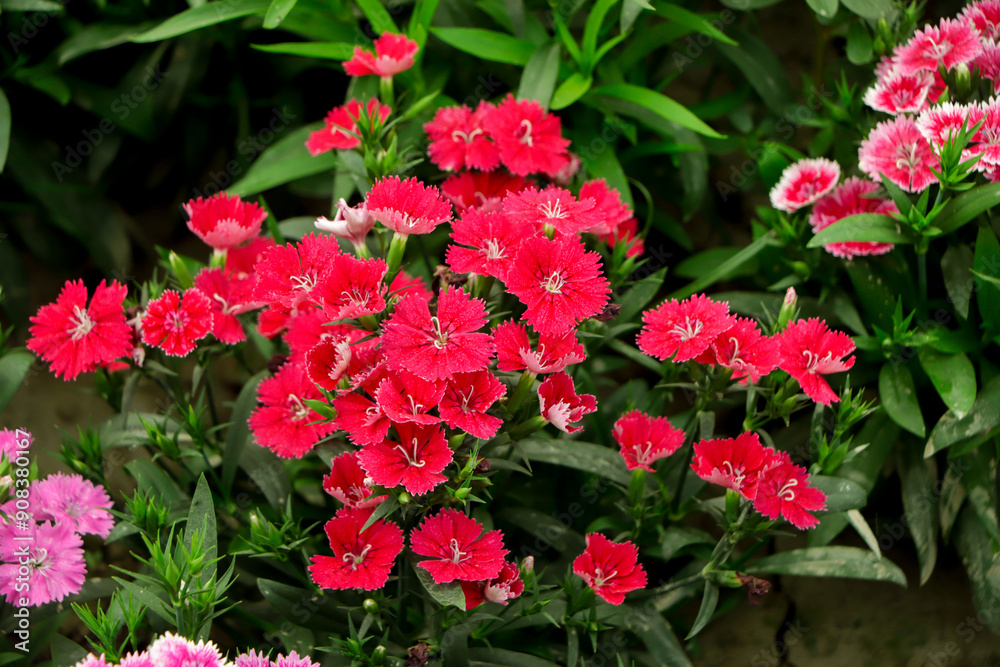 Fototapeta premium Red pink dianthus flower bloom in garden