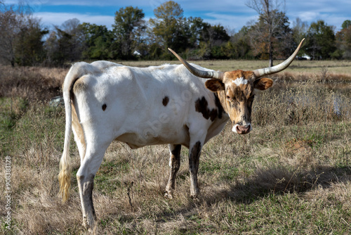 cow on the pasture photo