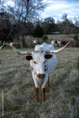 cow and calf photo