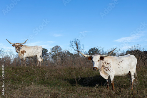 Longhorn in the field