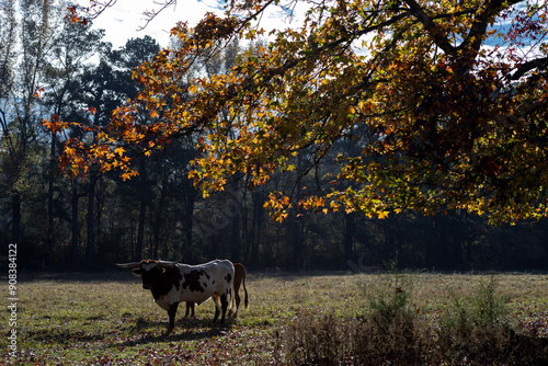 Longhorn in autumn forest photo