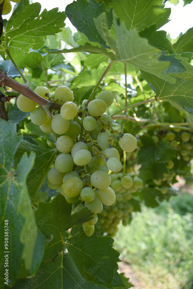 Close up of grapes hanging on Vine, Hanging grapes. Grape farming. Grapes farm. Tasty green grape bunches hanging on branch. Grapes With Selective Focus on the subject, Chakwal, Punjab, Pakistan Close up of grapes hanging on Vine, Hanging grapes. Grape farming. Grapes farm. Tasty green grape bunches hanging on branch. Grapes With Selective Focus on the subject, Chakwal, Punjab, Pakistan