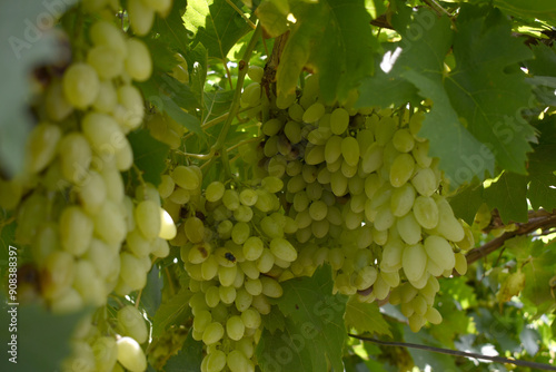 Wallpaper Mural Close up of grapes hanging on Vine, Hanging grapes. Grape farming. Grapes farm. Tasty green grape bunches hanging on branch. Grapes With Selective Focus on the subject, Chakwal, Punjab, Pakistan Torontodigital.ca