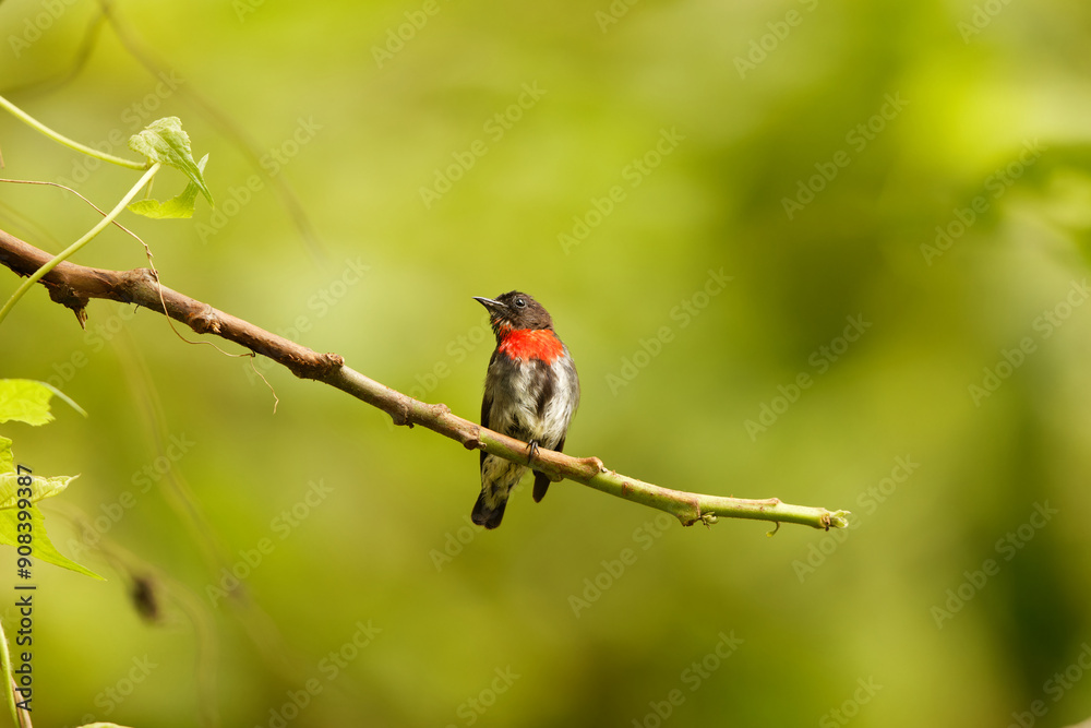 The grey-sided flowerpecker (Dicaeum celebicum) is a species of bird in the family Dicaeidae. It is endemic to Sulawesi island, Indonesia. The grey-sided flowerpecker (Dicaeum celebicum) is a species of bird in the family Dicaeidae. It is endemic to Sulawesi island, Indonesia.