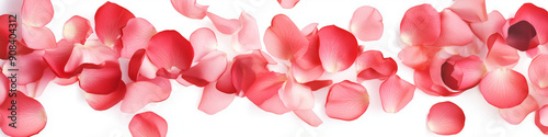 white background with rose petals