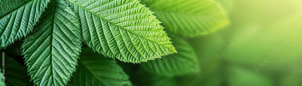 Close-up view of lush green leaves with intricate veins, bathed in warm sunlight. Perfect for nature, botany, and environmental themed projects.