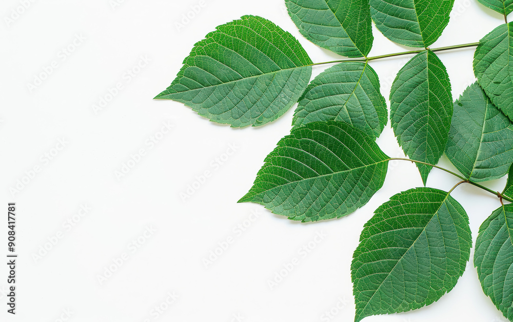Green leaves on a white background, showing symmetry and natural beauty. Perfect for nature-themed designs and environmental projects. Green leaves on a white background, showing symmetry and natural beauty. Perfect for nature-themed designs and environmental projects.