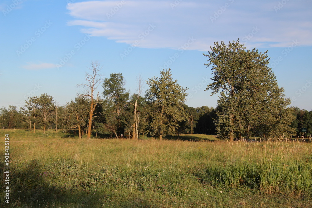 Trees On The Land, Elk Island National Park, Alberta Trees On The Land, Elk Island National Park, Alberta