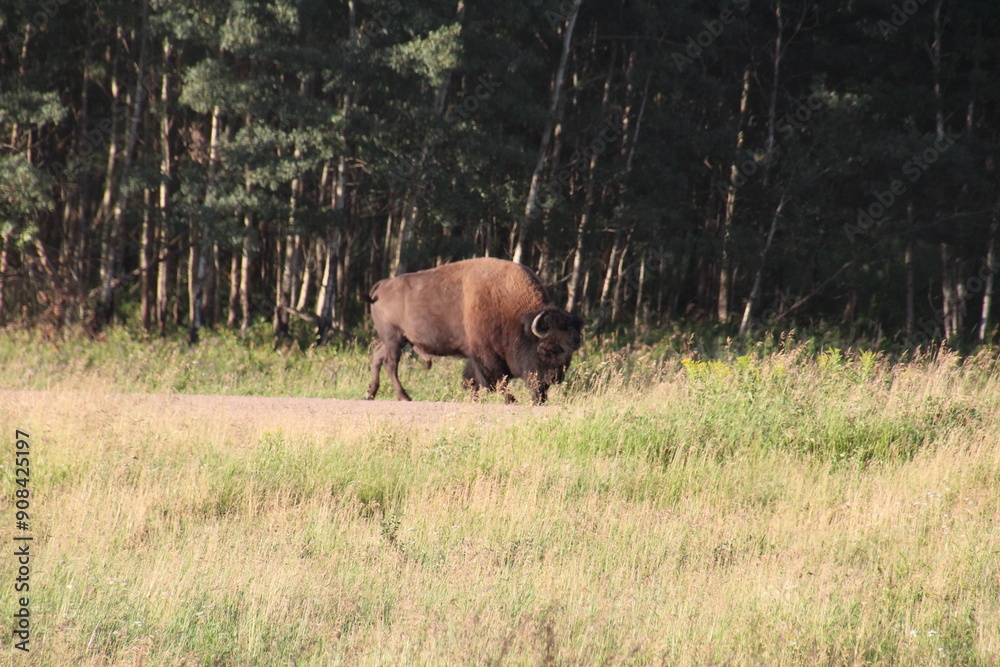 Bison At The Trees Edge, Elk Island National Park, Alberta Bison At The Trees Edge, Elk Island National Park, Alberta