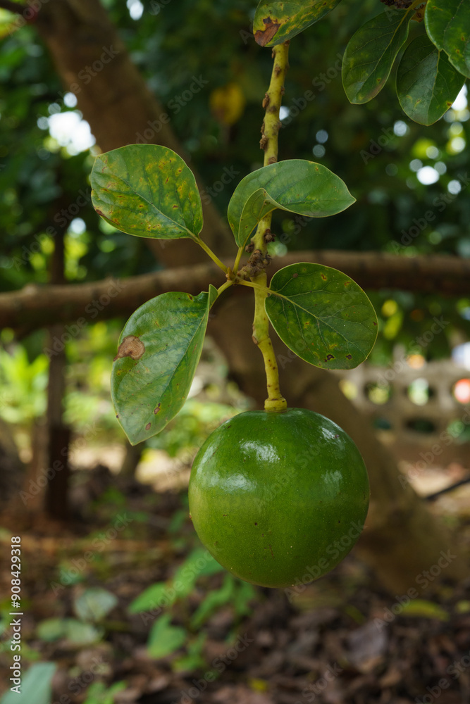 Avocado fruit on the tree, photographed under the tree. Avocado fruit on the tree, photographed under the tree.