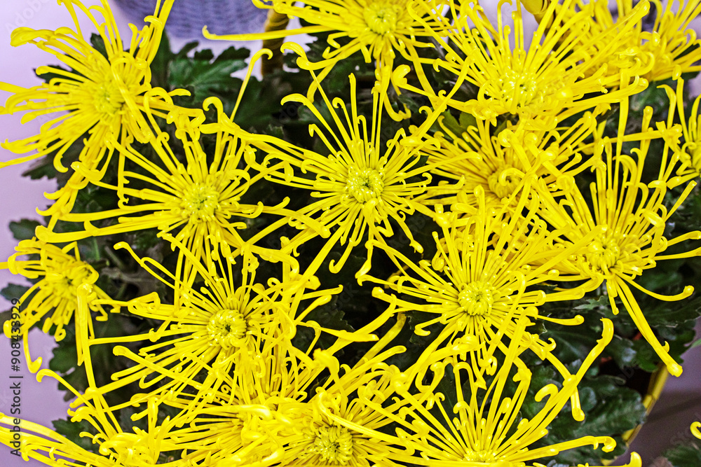 abstract background of yellow flowers on a dark background abstract background of yellow flowers on a dark background