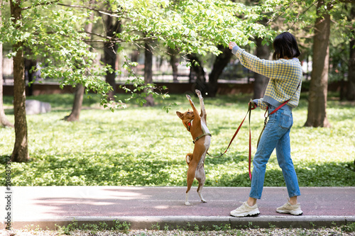 A young woman trains a non-barking African dog for a walk in the park. The Basenji performs the command on its hind legs. photo