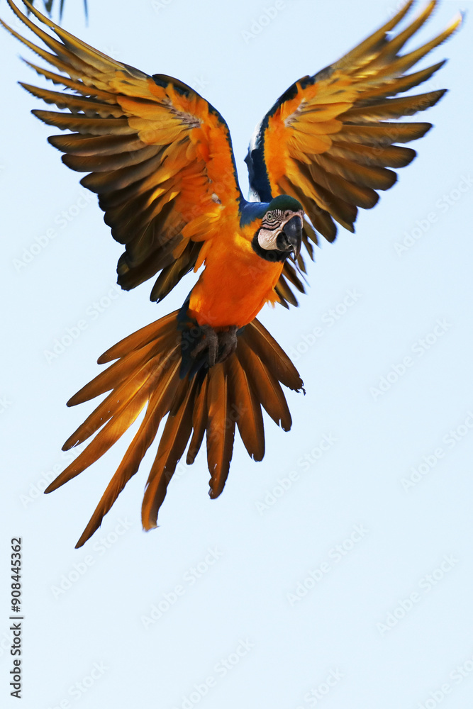 Obraz premium Araras de Caldas Novas - GO 