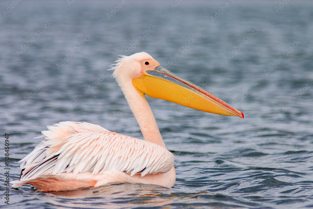 The Great white pelican (Pelecanus onocrotalus) The Great white pelican (Pelecanus onocrotalus)
