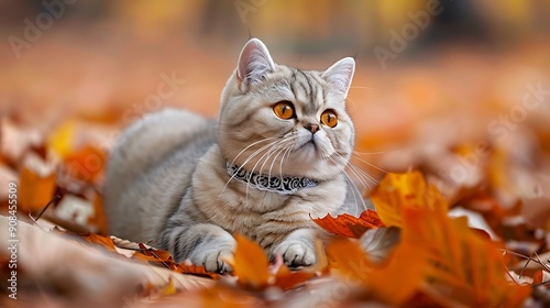 beautiful shorthair cat with lace necklet lying on autumn ground