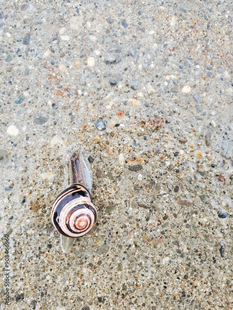 Top Down View of Snail On The Sidewalk During The Rain Top Down View of Snail On The Sidewalk During The Rain