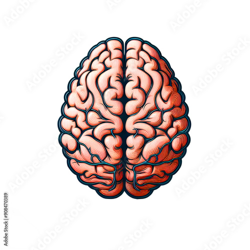 Isolated vector illustration of human brain anatomy on white background. photo