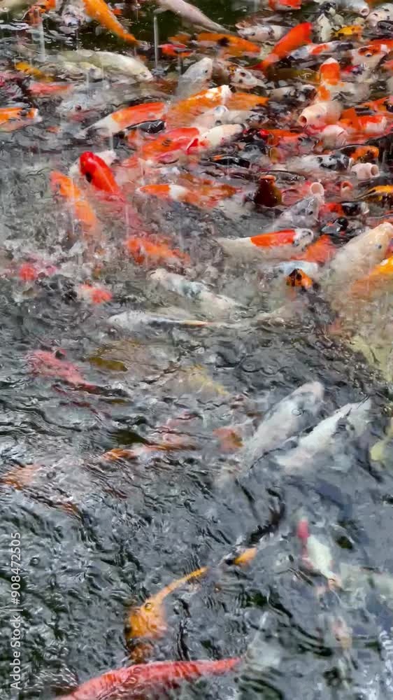 Colorful fancy carp fish swimming in a pond. Colorful fancy carp fish swimming in a pond.