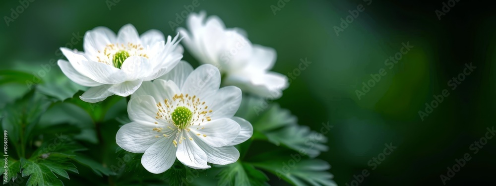 A group of white flowers sits atop a verdant, leaf-covered grass field under a sunny sky A group of white flowers sits atop a verdant, leaf-covered grass field under a sunny sky