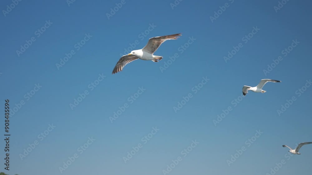 Close-up slow motion 3 seagulls flying in a clear blue sky