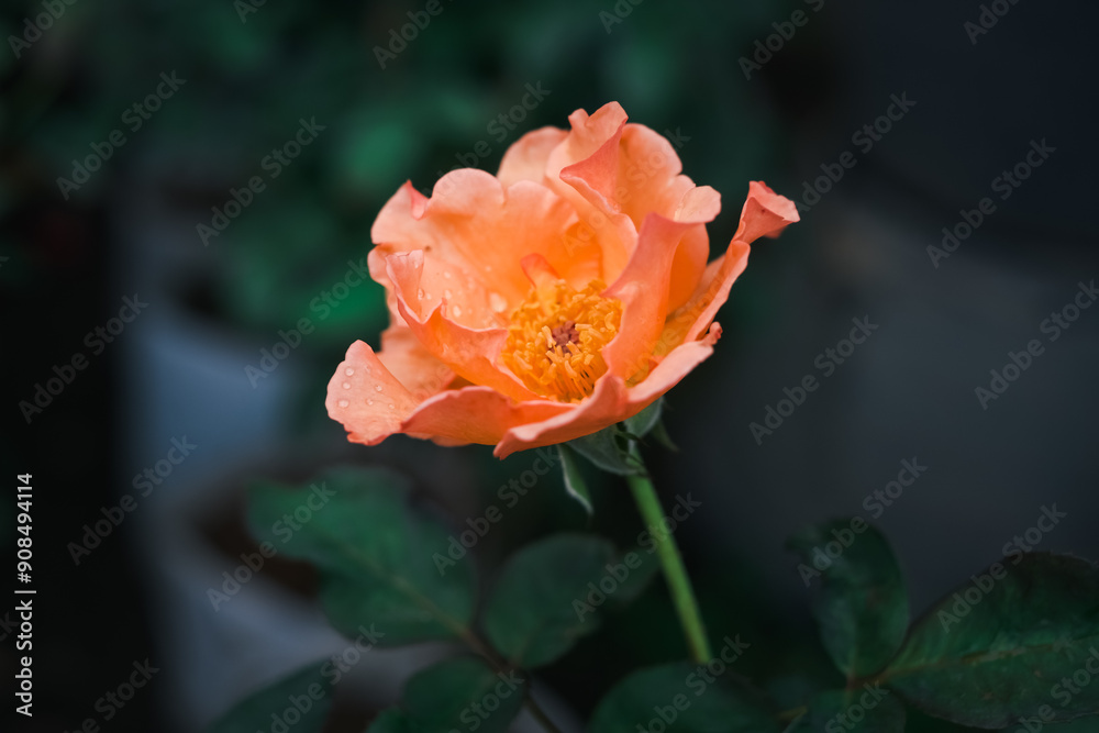 A single orange flower is the main focus of the image. The flower is surrounded by green leaves, which add a touch of color and contrast to the scene A single orange flower is the main focus of the image. The flower is surrounded by green leaves, which add a touch of color and contrast to the scene