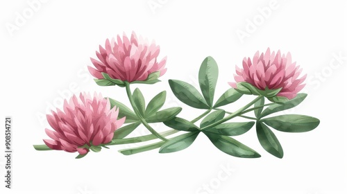 Vibrant red clover plant illustration, beautifully rendered in detailed watercolor on a clean white backdrop.