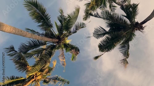 Large beautiful palm trees against the blue sky