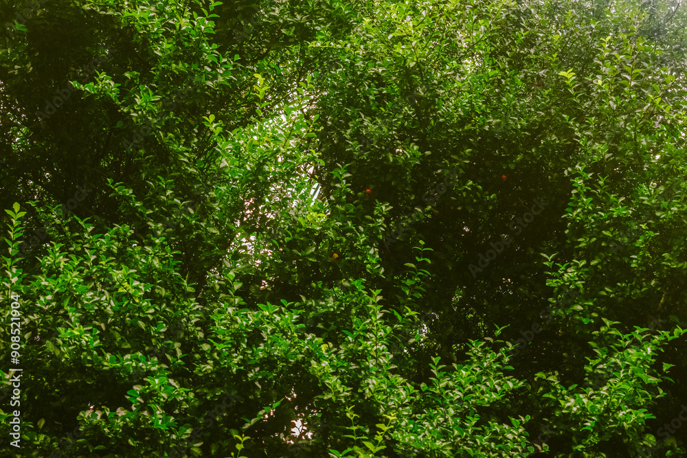 Green leaves of trees in the rain. Natural background. Selective focus. Green leaves of trees in the rain. Natural background. Selective focus.