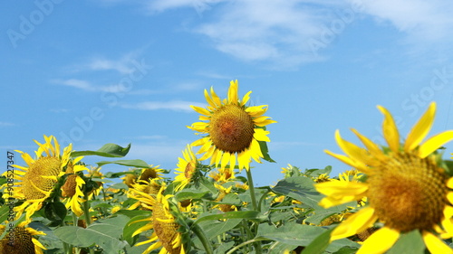 I love Van Gogh’s picture called “Sunflowers”. photo