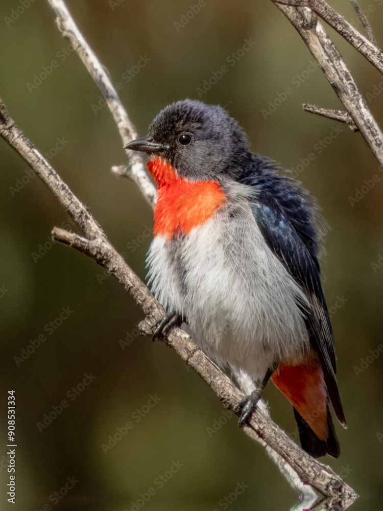 Male Mistletoebird - Dicaeum hirundinaceum in Australia Male Mistletoebird - Dicaeum hirundinaceum in Australia