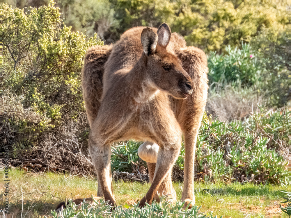 Fototapeta premium Red Kangaroo - Macropus rufus in Australia