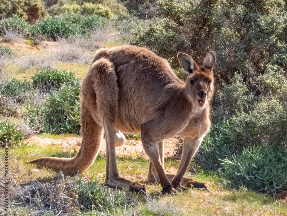 Red Kangaroo - Macropus rufus in Australia Red Kangaroo - Macropus rufus in Australia
