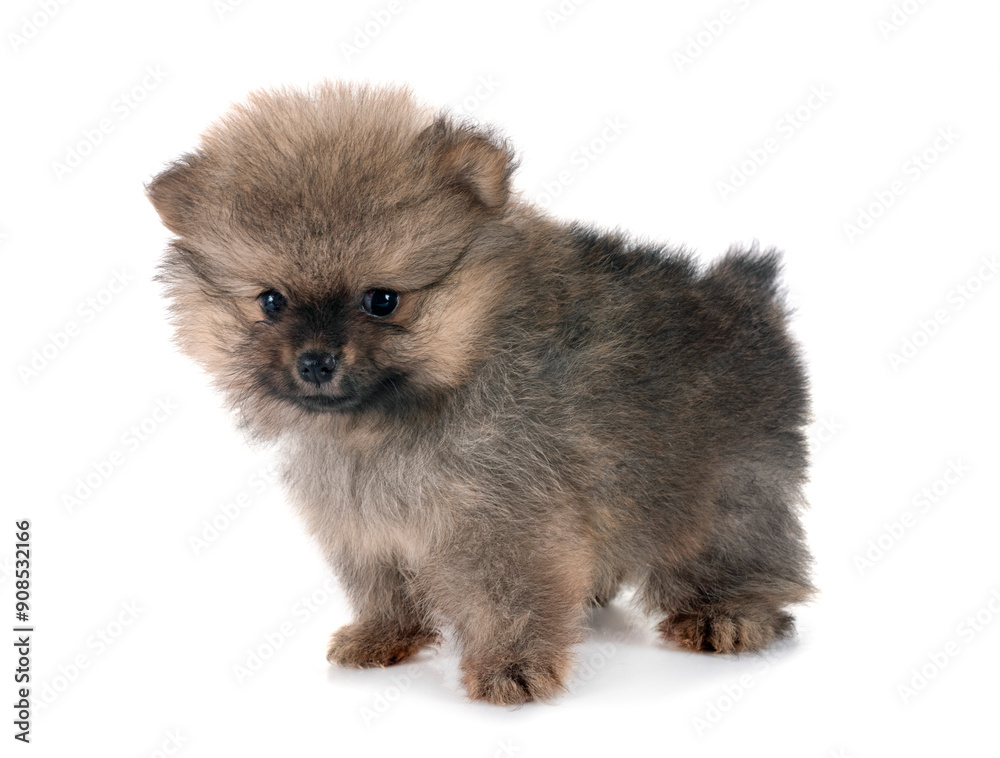 puppy pomeranian in studio puppy pomeranian in studio