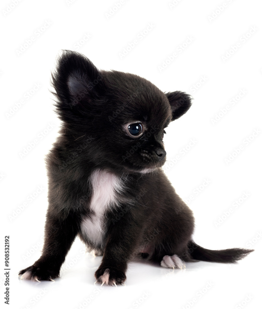 young chihuahua in studio young chihuahua in studio