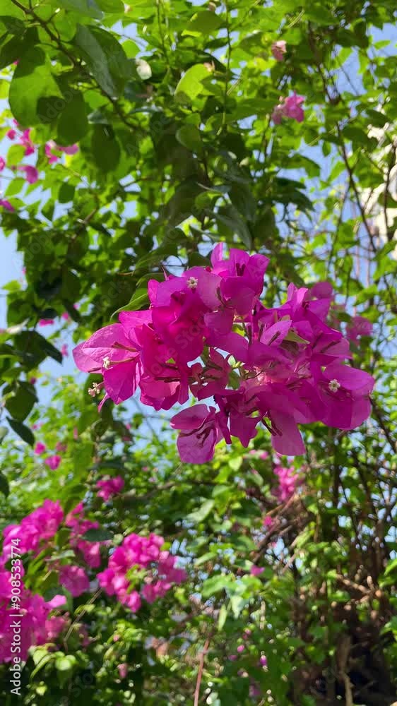 Bougainvillea flowers or known as pink paper flowers in bloom, beautiful flowers with various colors blown by the wind Bougainvillea flowers or known as pink paper flowers in bloom, beautiful flowers with various colors blown by the wind